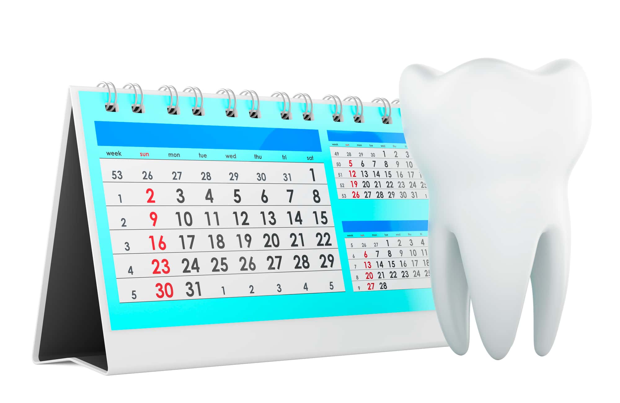 定期歯科検診を示す歯の模型とカレンダー